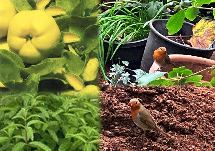 The Nigel Slater Christmas Chronicles Readalong 2024