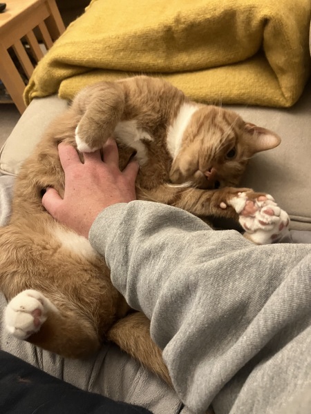 Flounders or Flouncers? The Excellent Cats continue their important debate