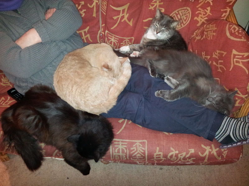 How to get a cuddly cat who loves to sit on your lap