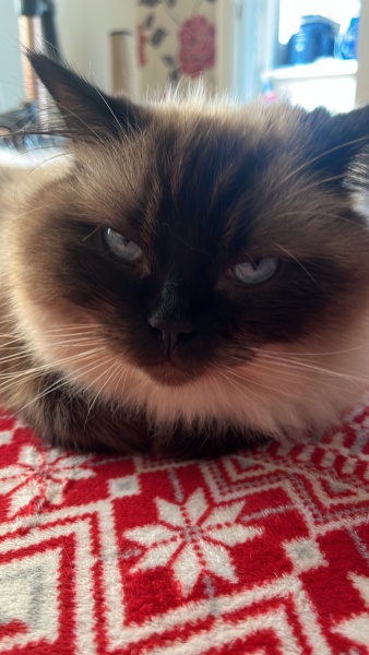 Board for owners of the most beautiful cats