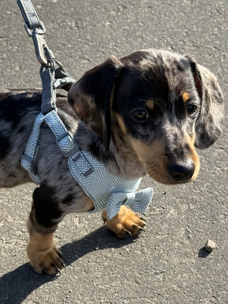 Puppy Survival Thread for New and Old Pups - here comes winter 2024