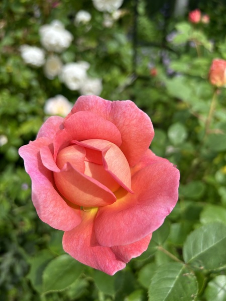 Which roses do you have?