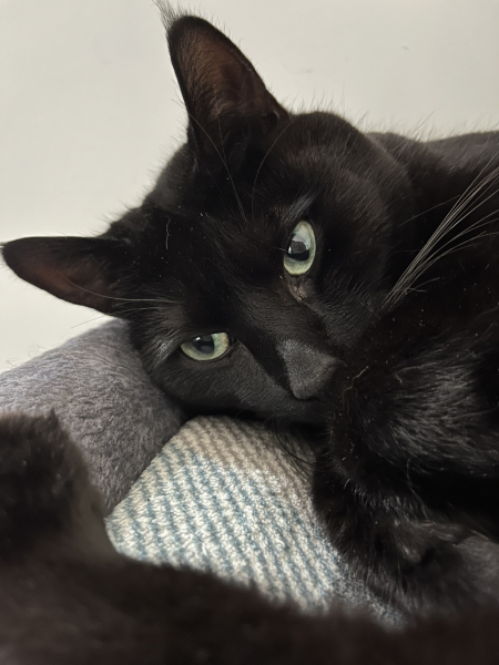 What is your cats personality like?