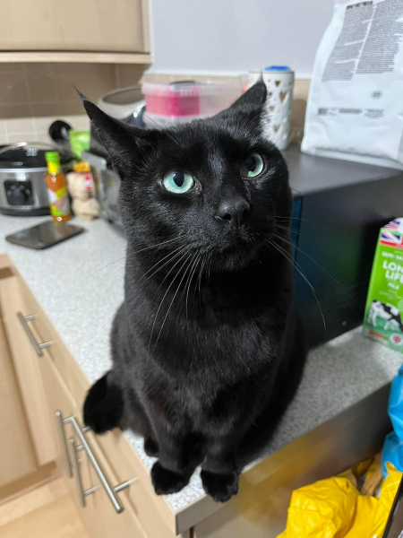 Proof that cats can understand what we say