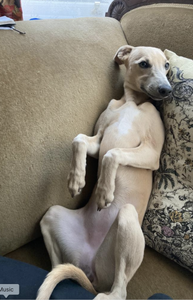 Dog v bitch, does it make a difference?