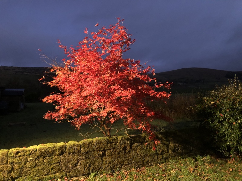 What is the name of this tree, I want one!