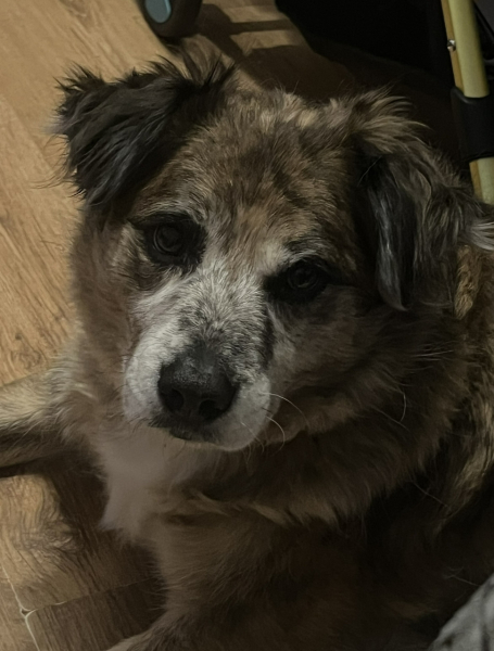 Does your dog ever look at you  like this