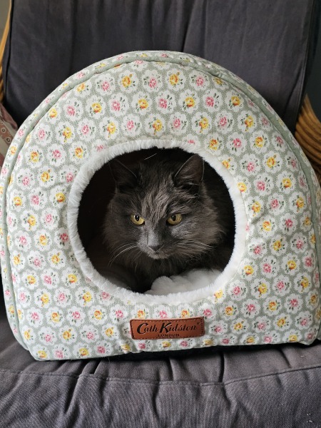 Flounders or Flouncers? The Excellent Cats continue their important debate