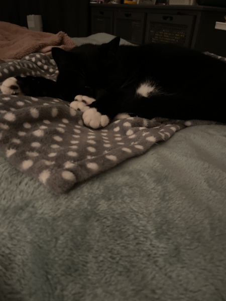 Black cat appreciation (pics please)