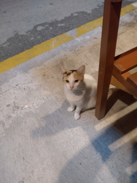 Trick or Cat Treat? The Excellent Cats do Halloween