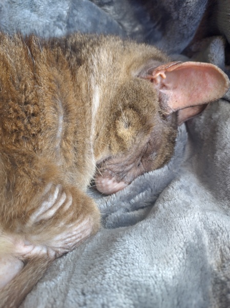 Flounders or Flouncers? The Excellent Cats continue their important debate