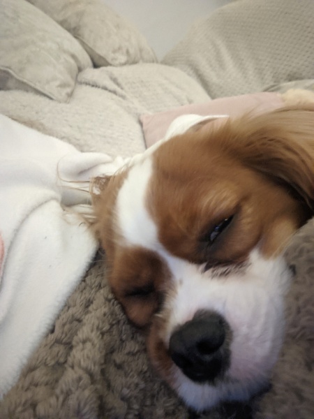 Adolescent Dog Survival...Sharing Tips & Tails