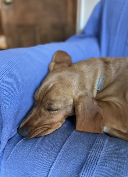 Puppy Survival Thread for New and Old Pups - here comes winter 2024