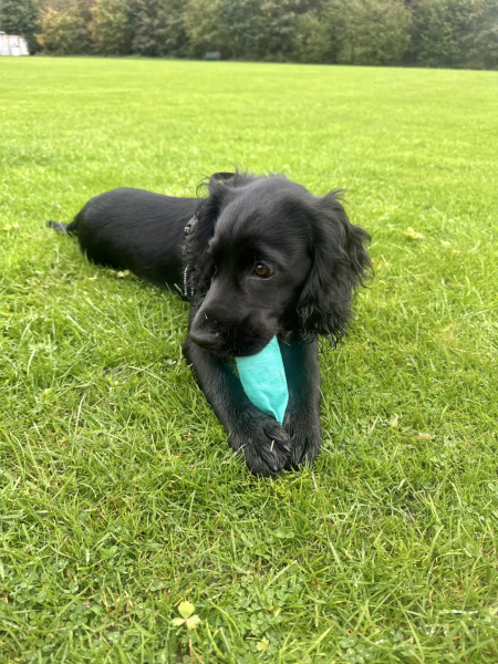 Puppy Survival Thread for New and Old Pups - here comes winter 2024