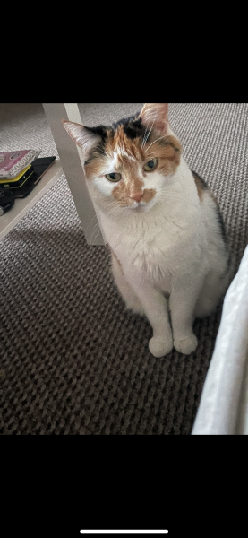 Missing cat- heartbroken