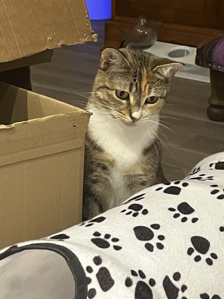 Flounders or Flouncers? The Excellent Cats continue their important debate