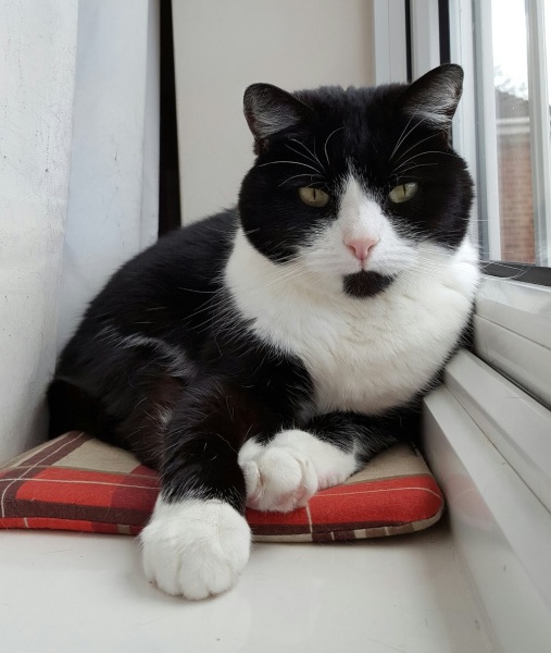 Board for owners of the most beautiful cats