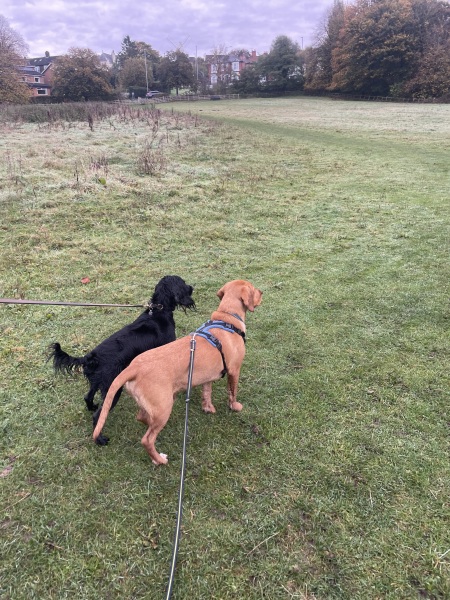 Adolescent Dog Survival...Sharing Tips & Tails