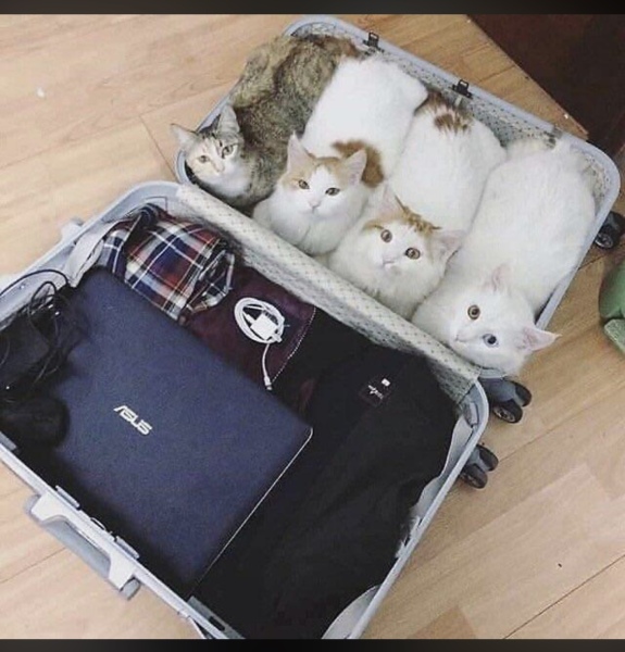 Trick or Cat Treat? The Excellent Cats do Halloween