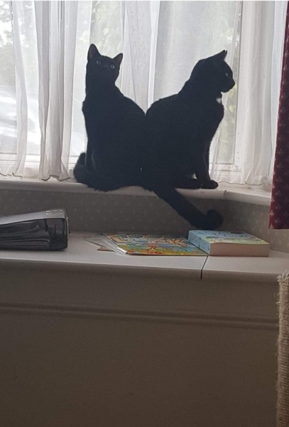 Black cat appreciation (pics please)