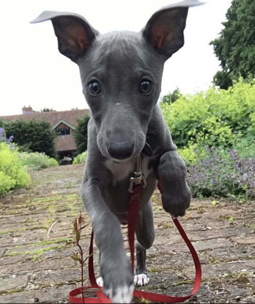 Whippet Puppy Advice?