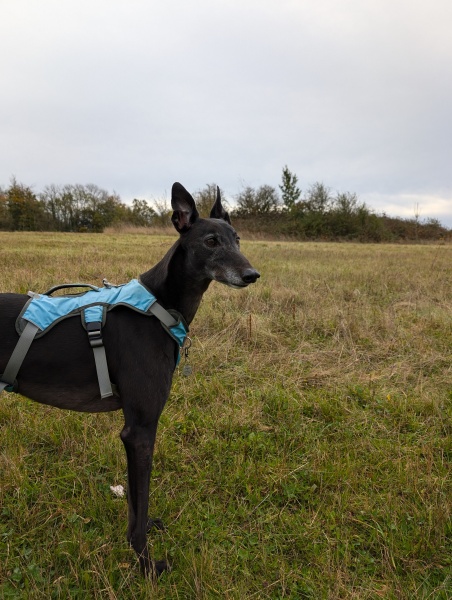 Whippet Puppy Advice?