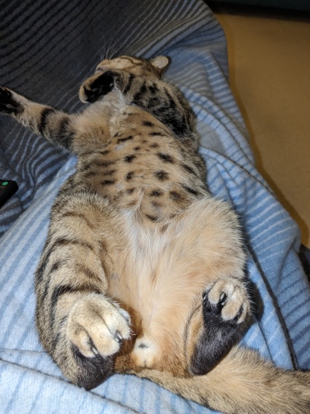 If you could have one actual conversation with your cat what would it be?