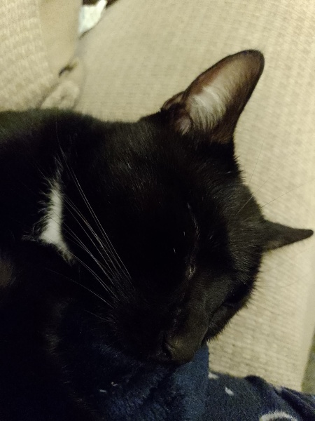 I want to go to bed but I'm cat trapped...