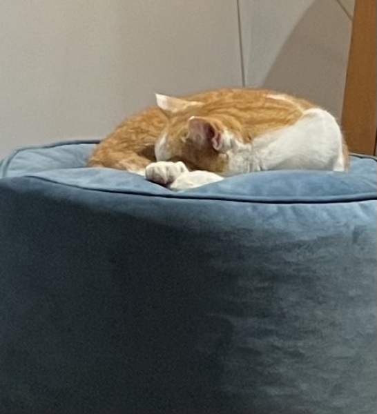 How much of a tie is a cat?
