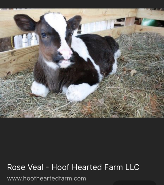 Do I need to wash veal??ILs are coming over.