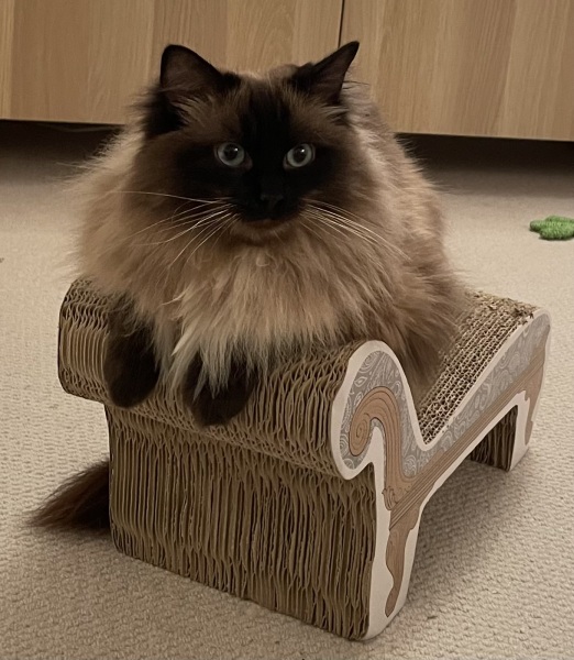 Board for owners of the most beautiful cats