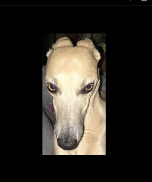 Dog v bitch, does it make a difference?