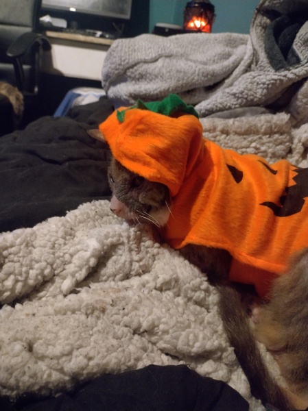 Flounders or Flouncers? The Excellent Cats continue their important debate