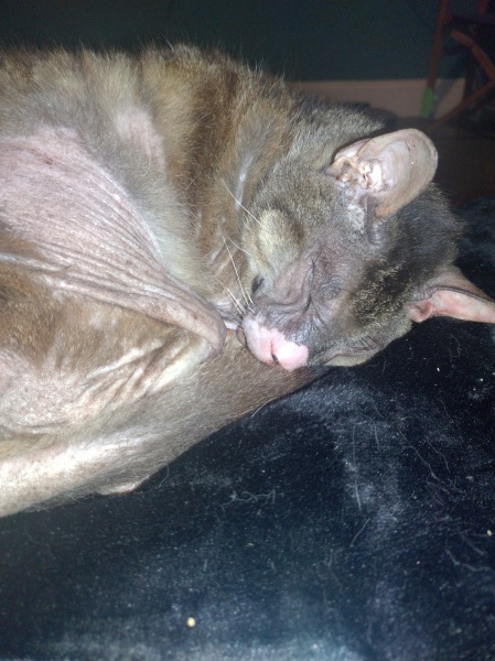 Flounders or Flouncers? The Excellent Cats continue their important debate