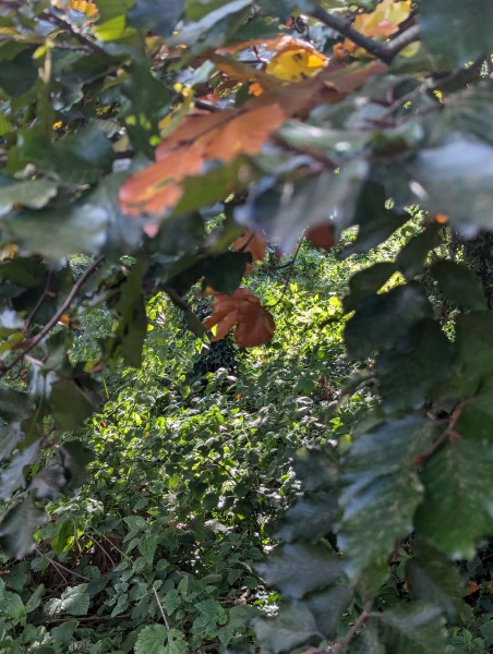 The Autumnal Christmas Chronicles Preamble - Thread 2 further ramblings