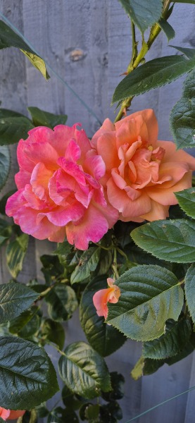 Which roses do you have?