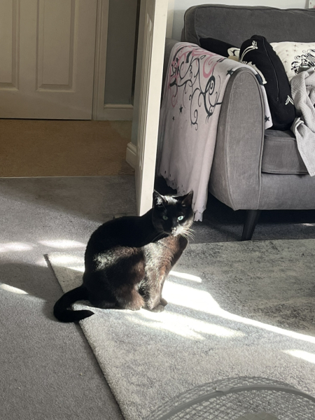 Flounders or Flouncers? The Excellent Cats continue their important debate