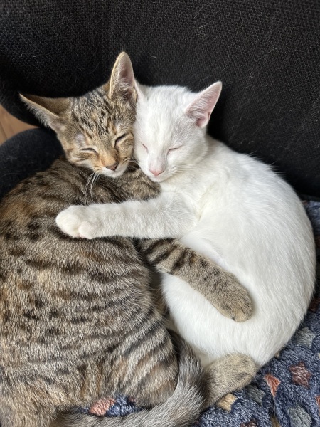 One or two cats?