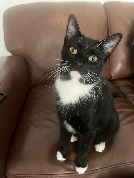 Black cat appreciation (pics please)