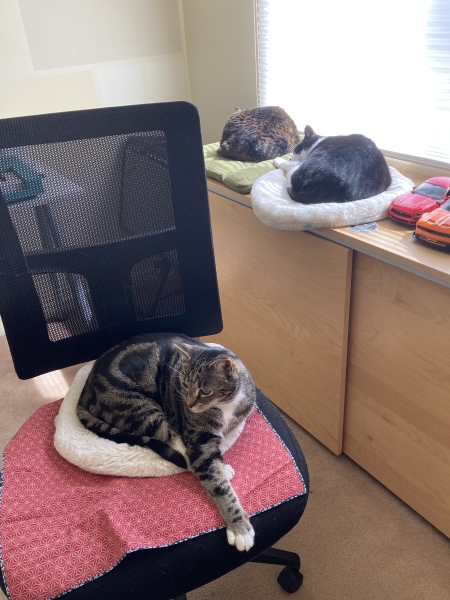 Enter Cat Four