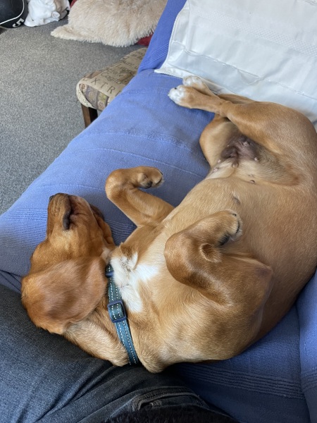Puppy Survival Thread for New & Old Pups - Soon be Autumn 2024