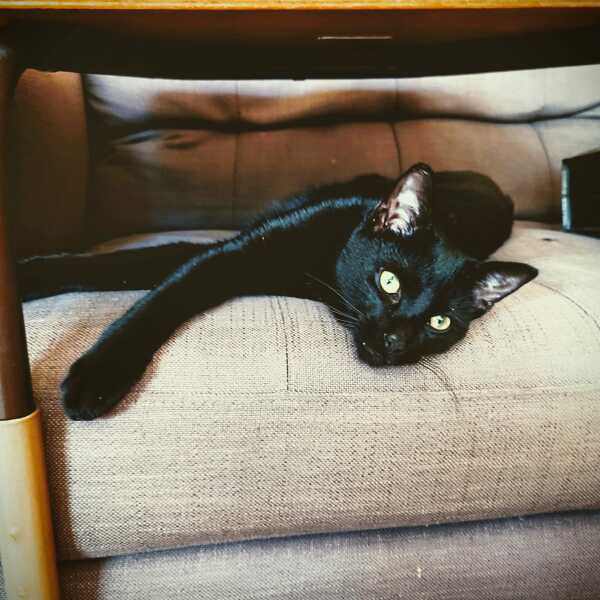 Breaking my heart to rehome our cat