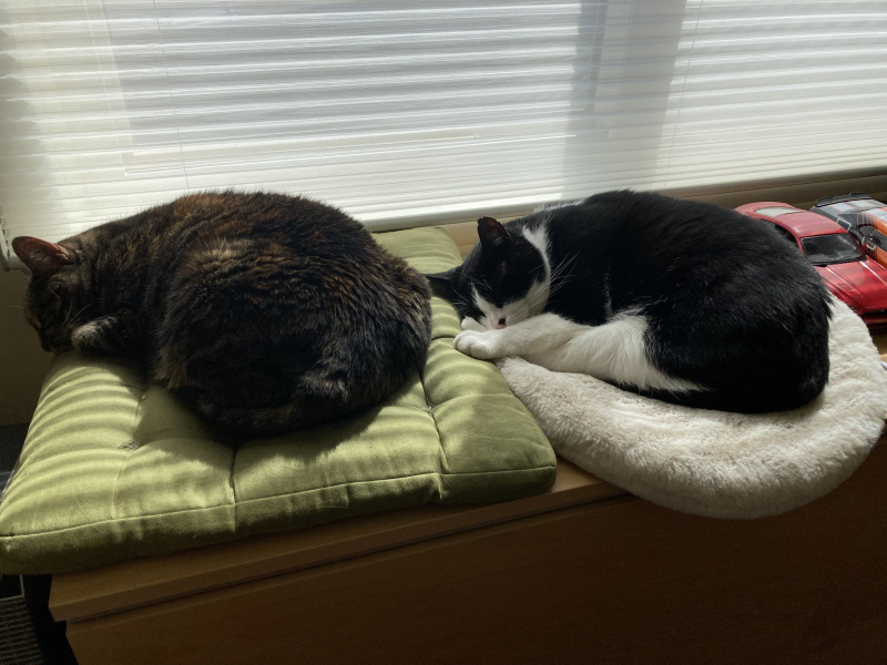 Enter Cat Four