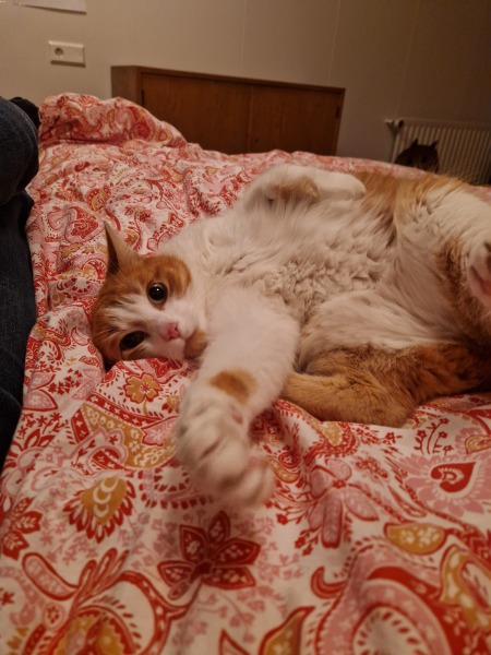 Flounders or Flouncers? The Excellent Cats continue their important debate