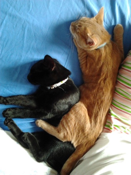 One or two cats?