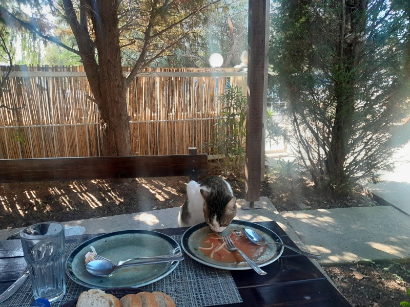 Flounders or Flouncers? The Excellent Cats continue their important debate