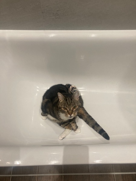 Thread 9 Starmer : Return to Westminster