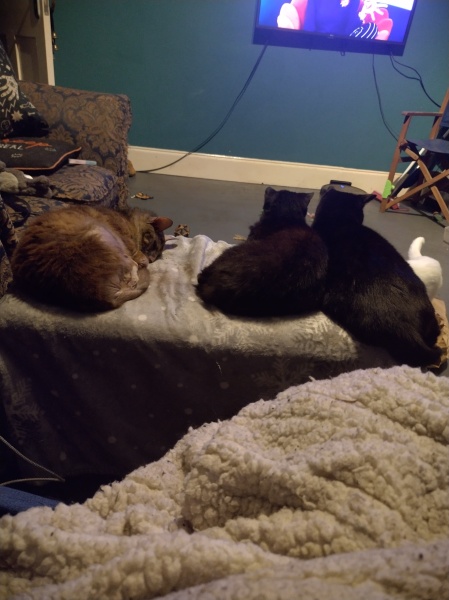 Flounders or Flouncers? The Excellent Cats continue their important debate