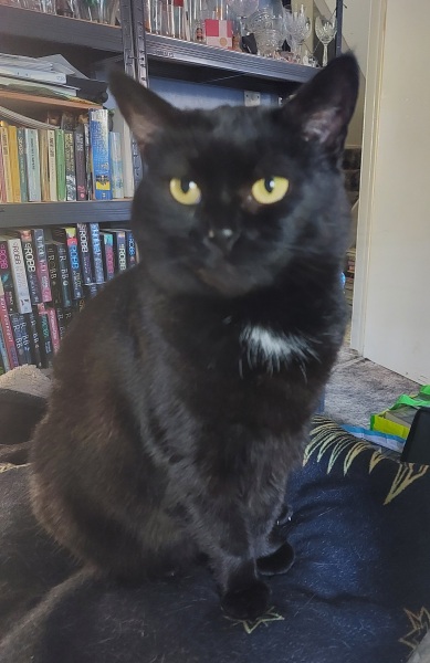 Thread 10 Starmer: First Female Chancellor delivers the Budget