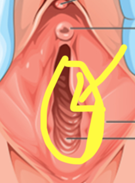 What should your vagina look like?